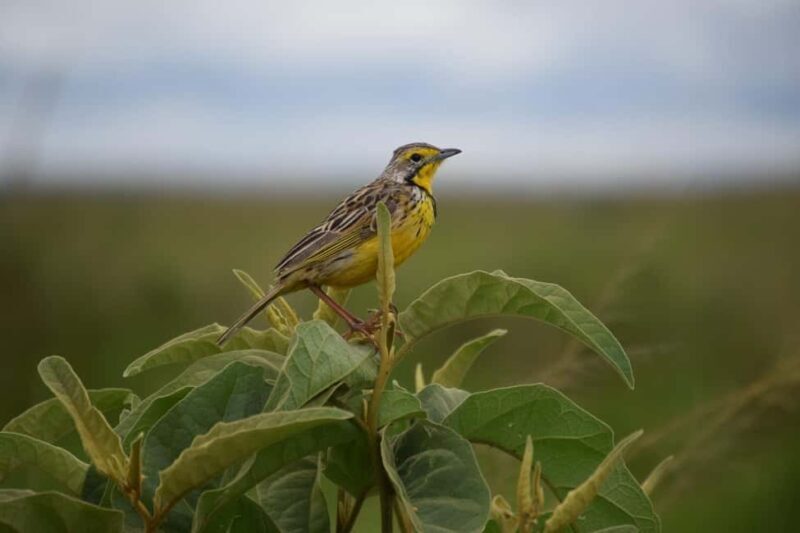 Half Day Bird Watching Tour Nairobi National Park - FAQ