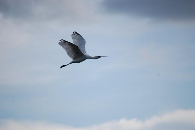 Half-Day Birding Tour of Livingstone - Key Points