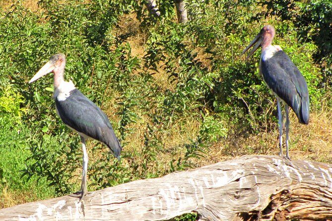 Half-Day Birding Tour of Livingstone - Final Thoughts