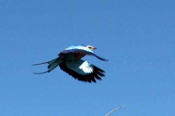 Half-Day Birding Tour of Livingstone - FAQs