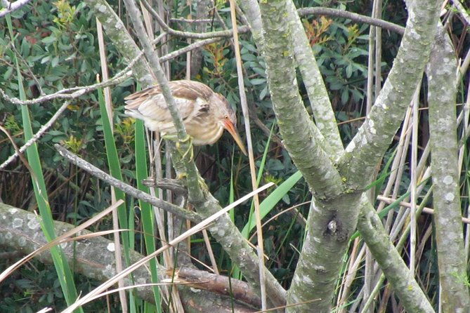 half-day-birdwatching-around-faro