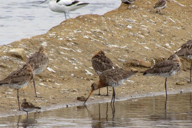 half-day-birdwatching-around-tavira