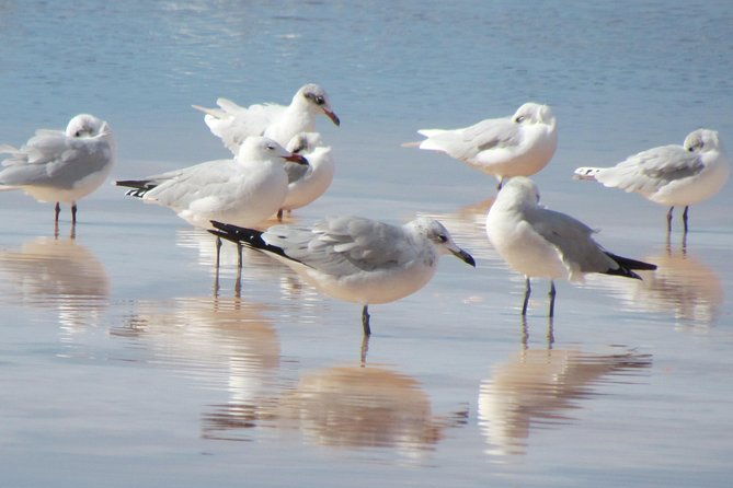 half-day-birdwatching-around-tavira