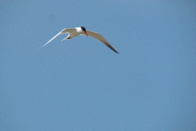 half-day-birdwatching-at-alvor-dunes