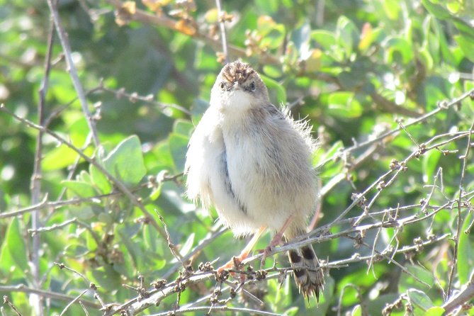 half-day-birdwatching-at-alvor-dunes