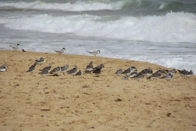 half-day-birdwatching-at-alvor-dunes