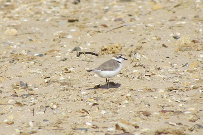 half-day-birdwatching-at-alvor-dunes