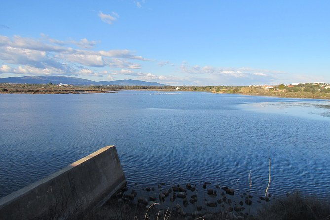 half-day-birdwatching-at-the-abicada-marshed