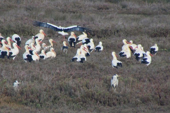 half-day-birdwatching-at-the-abicada-marshed