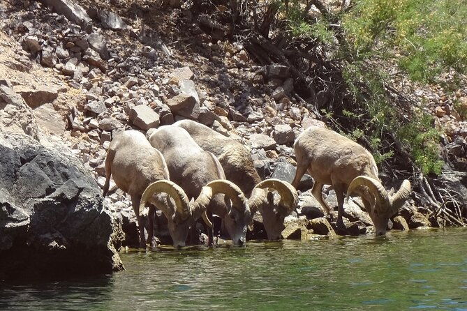 half-day-black-canyon-kayak-tour-from-las-vegas