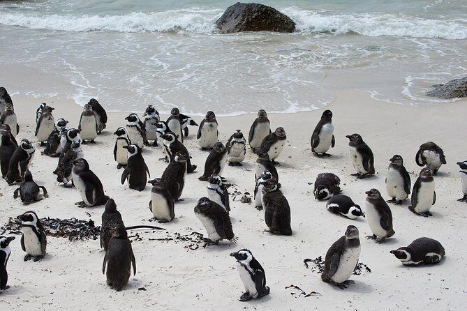 Half Day Boulders Penguins and Cape Point Small Group Tour - The Itinerary: What to Expect from Start to Finish