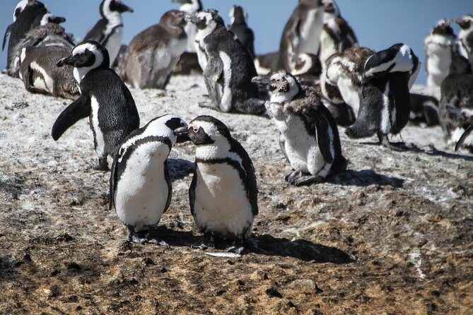 Half Day Boulders Penguins and Cape Point Small Group Tour - Final Thoughts