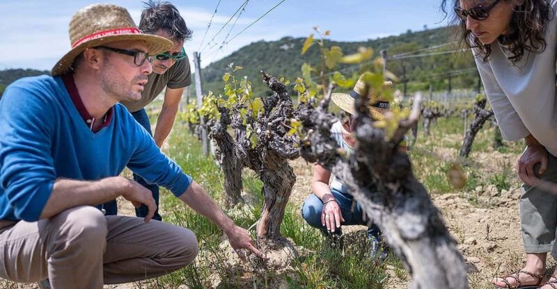half-day-camargue-wine-tour-fortified-city-and-rose-wines