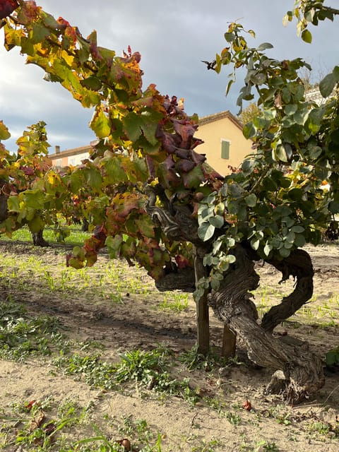 half-day-camargue-wine-tour-fortified-city-and-rose-wines
