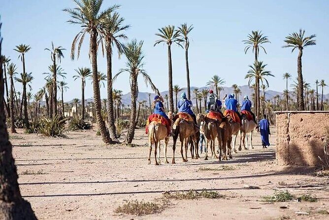 Half Day Camel Ride Palm Grove - Why the Price Offers Good Value  