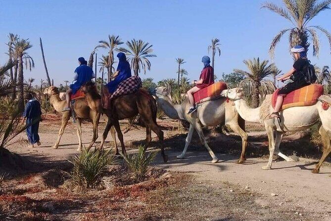 Half Day Camel Ride Palm Grove - The Logistics: How It All Comes Together  