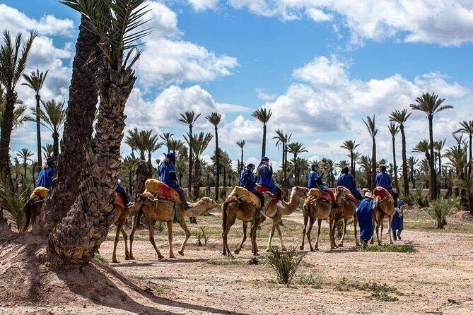 Half Day Camel Ride Palm Grove - The Sum Up  