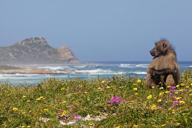 Half day Cape Point Sightseeing Tour with Penguins from Cape Town - Key Points