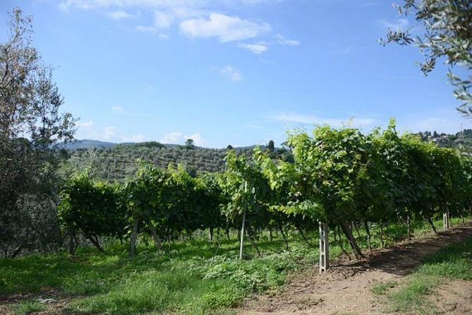 half-day-chianti-wine-and-olive-oil-tour-from-viareggio