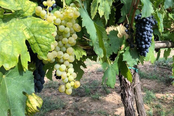 half-day-chianti-wine-tour-with-private-luxury-van