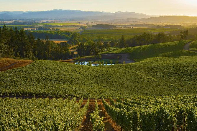 half-day-chianti-wine-tour-with-private-luxury-van