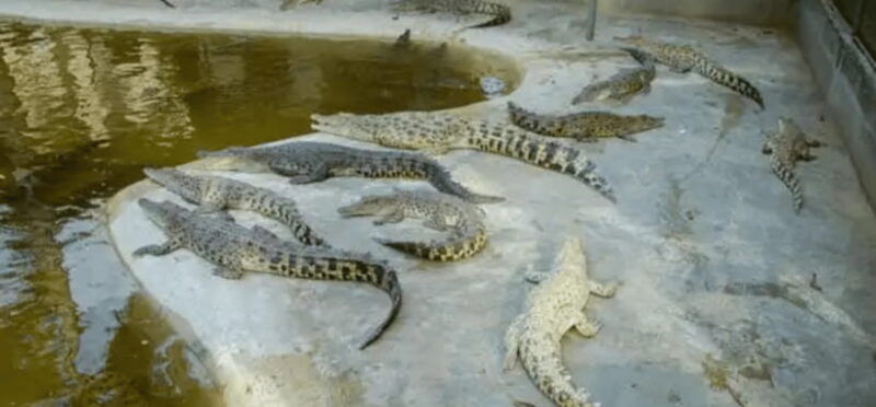half-day-city-joiners-tour-puerto-princesa