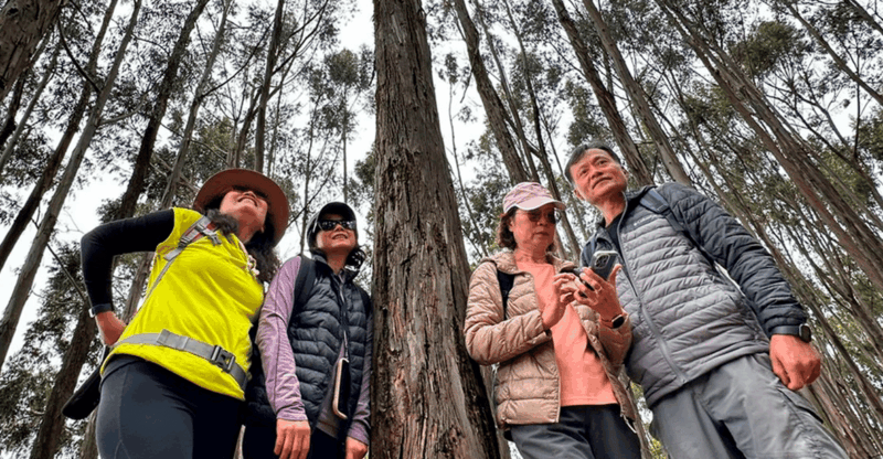 half-day-city-tour-sacsayhuaman-qenqo-eucalyptus-forest