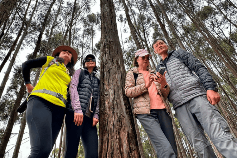 half-day-city-tour-sacsayhuaman-qenqo-eucalyptus-forest