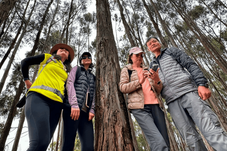 half-day-city-tour-sacsayhuaman-qenqo-eucalyptus-forest