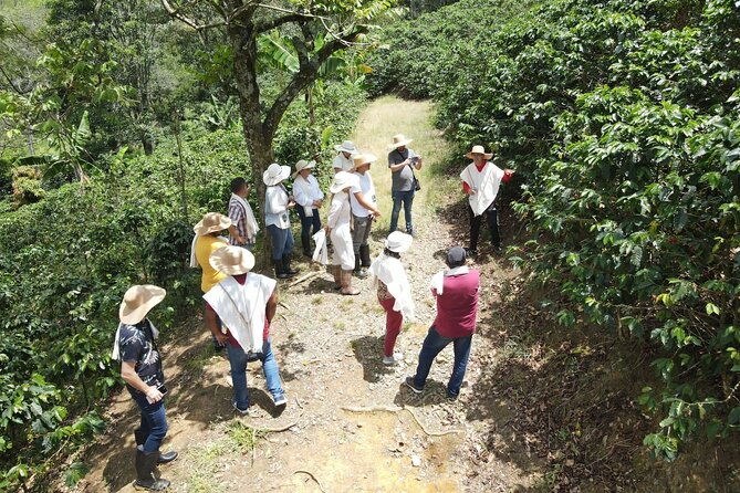half-day-coffee-tour-at-a-coffee-farm-in-medellin