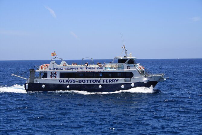 Half-Day Cruise Tour-Dolphin and Whale Watching - What to Keep in Mind