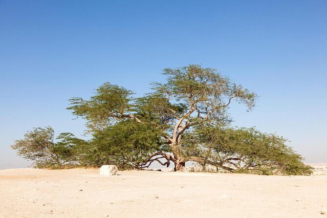 Half Day Desert Tour - Final Thoughts