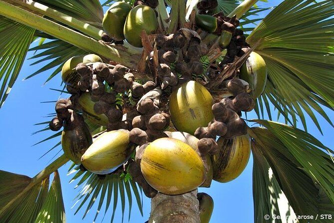Half Day Discovery Tour of Vallee de Mai on Praslin Island - Key Points