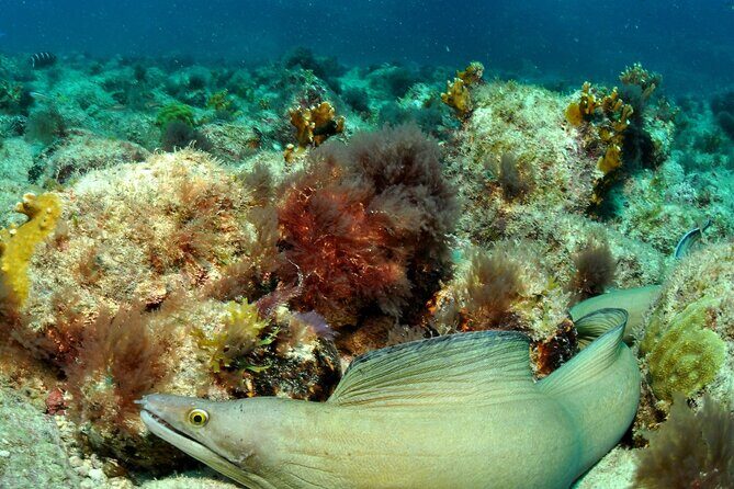Half-Day Diving in Sal - What Makes This Tour Special?