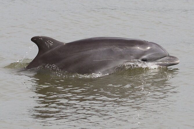 half-day-dolphin-and-bird-watching-in-the-mangrove-forest-of-puerto-del-morro
