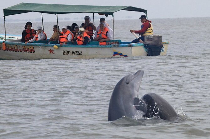 half-day-dolphin-and-bird-watching-in-the-mangrove-forest-of-puerto-del-morro