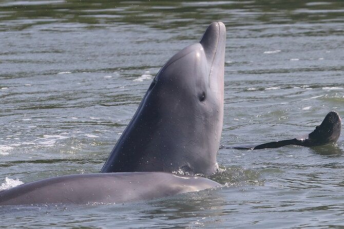 half-day-dolphin-and-bird-watching-in-the-mangrove-forest-of-puerto-del-morro
