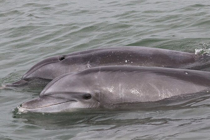 half-day-dolphin-and-bird-watching-in-the-mangrove-forest-of-puerto-del-morro