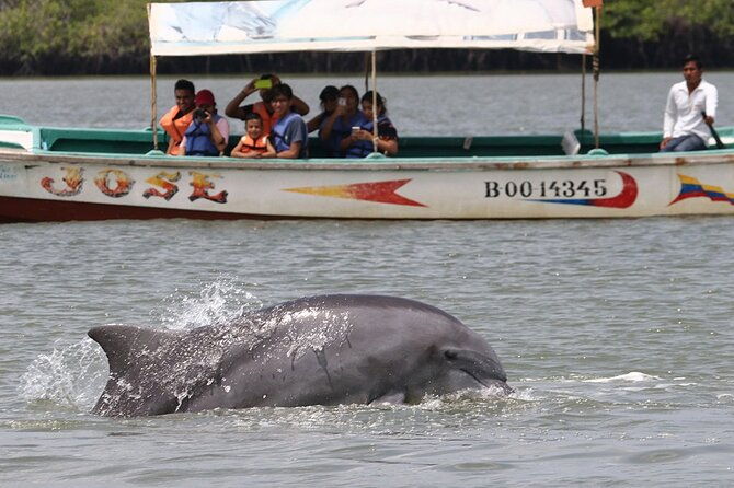 half-day-dolphin-and-bird-watching-in-the-mangrove-forest-of-puerto-del-morro