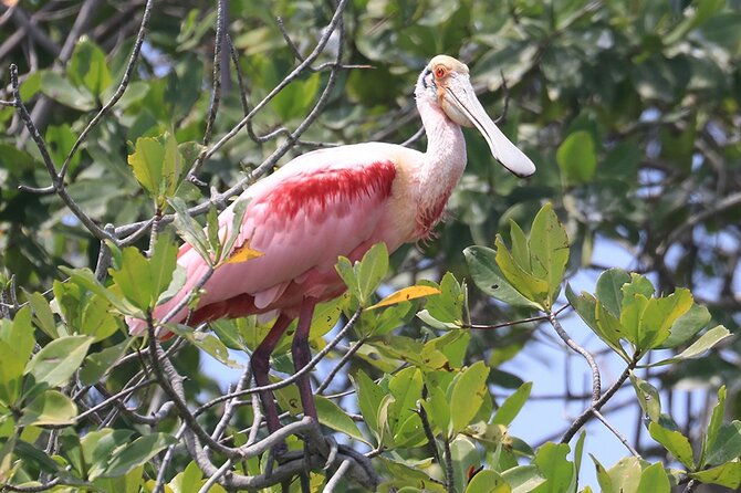 half-day-dolphin-and-bird-watching-in-the-mangrove-forest-of-puerto-del-morro