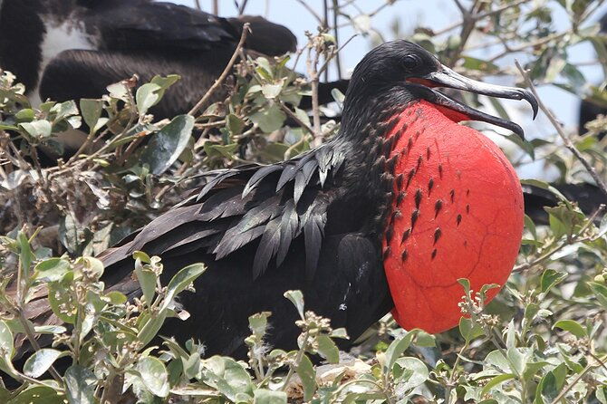 half-day-dolphin-and-bird-watching-in-the-mangrove-forest-of-puerto-del-morro