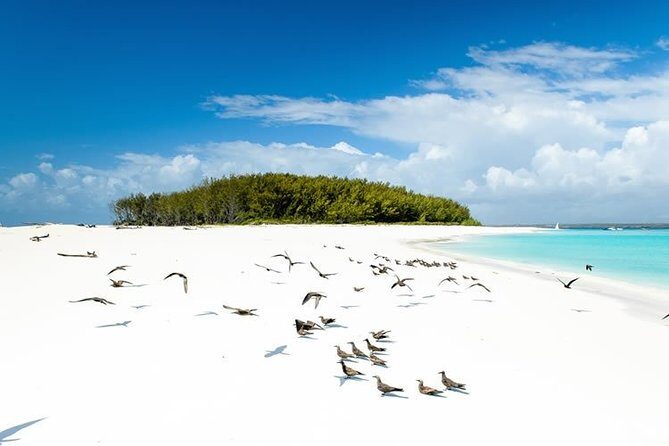 Half-Day Dolphin & Snorkeling Tour in Mnemba Island Zanzibar - What’s Included and What’s Not