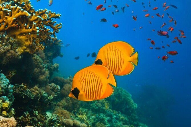 Half-Day Dolphin & Snorkeling Tour in Mnemba Island Zanzibar - Experience Quality and Guest Feedback