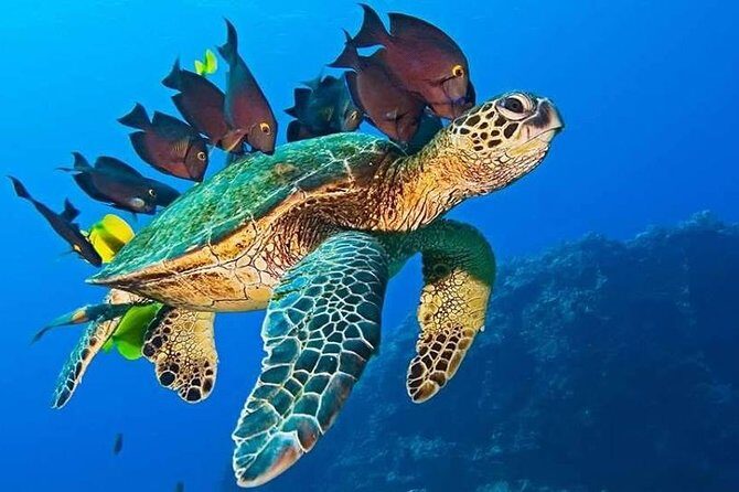 Half-Day Dolphin & Snorkeling Tour in Mnemba Island Zanzibar - Final Thoughts
