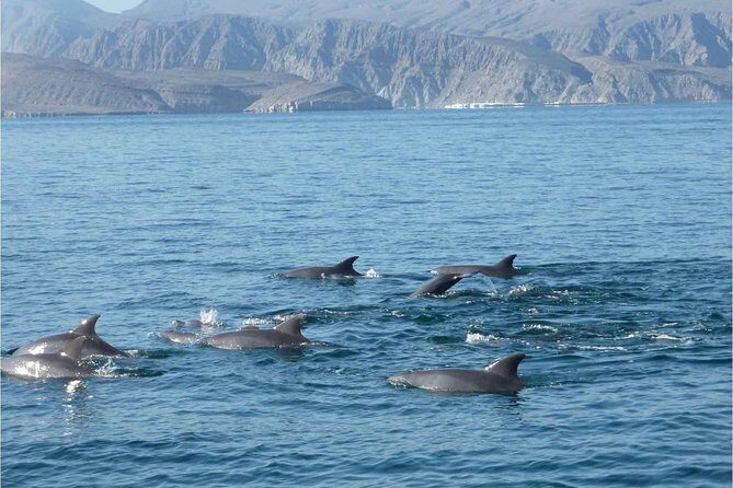 Half Day Dolphin Watching Musandam Dhow Cruise - The Sum Up