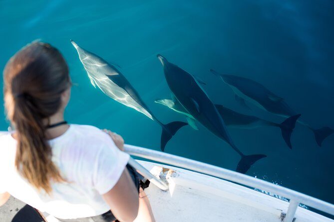 Half Day Dolphin & Wildlife Cruise - Tauranga - What to Expect from the Tauranga Dolphin & Wildlife Cruise