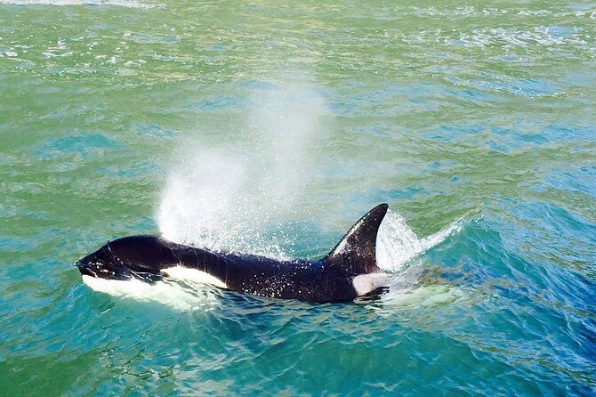 Half Day Dolphin & Wildlife Cruise - Tauranga - The Sum Up