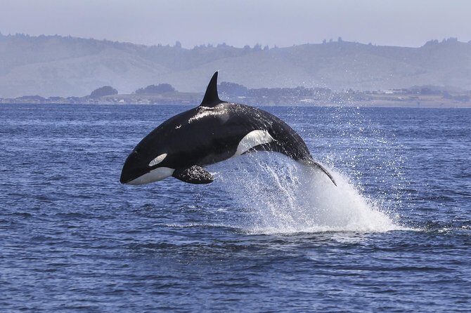 Half Day Dolphin & Wildlife Cruise - Tauranga - Frequently Asked Questions