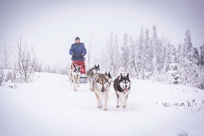 half-day-drive-your-own-dog-team-dog-sledding-tour