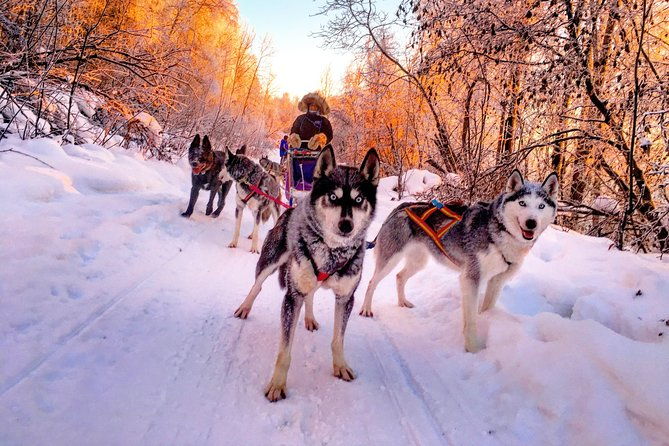 half-day-drive-your-own-dog-team-dog-sledding-tour